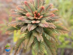 Image result for Phyllanthus
