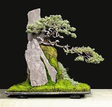 Bostrom 1 Bonsai Tree Bonsai Art Bonsai Garden