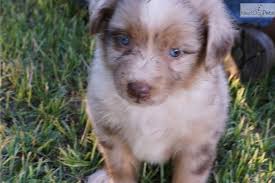A crossbreed of the cocker spaniel and poodle, cockapoos look like walking teddy bears, and they're just as sweet. Red Rose S Red Merle Female Australian Shepherd Australian Shepherd Puppies Weiner Dog