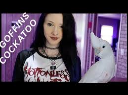 My umbrella is 1 and she is the biggest baby ever. Goffin S Cockatoo Tanimbar Cockatoo Health Diet Personality And Care