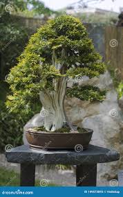 Image result for Platycladus