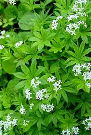 Sweet woodruff is a small herbaceous perennial found in shady or humid environments also, by seed which germinates without any special treatment. Sweet Woodruff As Herbal Medicinal And Its Benefits Veggies Info