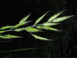 Image result for Bromus