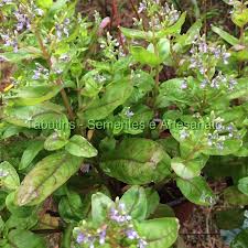 Image result for Aeollanthus suaveolens