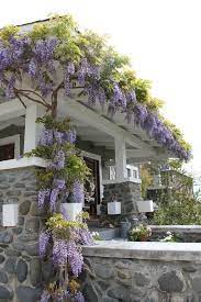 Wisteria Growing Over Pergola Cottage Garden Backyard Garden Layout Backyard Garden
