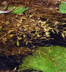 Image result for Potamogeton octandrus