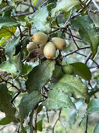 Image result for Pyrenacantha kirkii