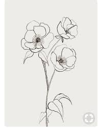 Magnolia Flowers Poppy Drawing Flower Sketches Flower Drawing