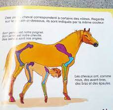 this french anatomy book tries to illustrate us how horse bones are similar  to human bones : rHolUp