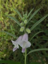 Image result for Sesamum parviflorum