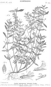 Image result for Justicia matammensis