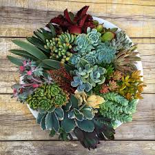 Succulent Feast Thelittleplantshop In Kew Melbourne Australia Will Be Open On Saturday 10 12 For Succ Succulents Succulents Garden Succulent Landscaping