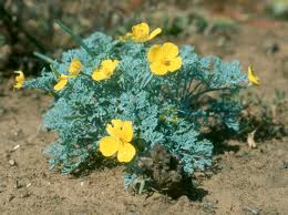 Image result for Eschscholzia