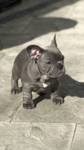 Use the search tool below and browse adoptable english. Buy Top Quality Blue Lilac French Bulldogs Puppies