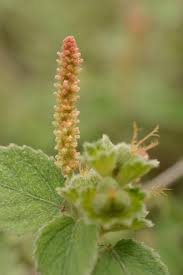 Image result for Acalypha ambigua