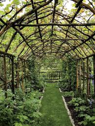 20 Creative Tips To Growing Grape In Your Home Backyard Ideas Dream Garden Backyard Garden Design