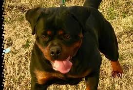 Spayed And Neutered Too Young King Rottweilers