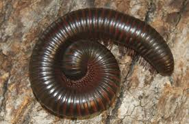 Elevage De Iules Les Mille Pattes Insectes Compagnie