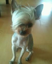 Yorkie Hairdo Komik Hayvan Fotograflari Cok Sirin Hayvanlar Hayvan Resimleri
