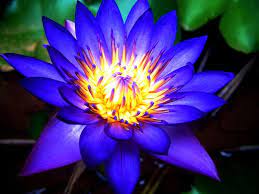 Blue Lotus Blue Lotus Flower Blue Lotus Lotus Flower