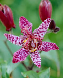 Image result for Tricyrtis `Black Beauty`