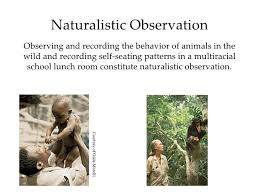 Naturalistic Observation Allows Researchers To Get Realistic Picture Of How Humans Or Animals Psychology Research Introduction To Psychology Research Methods