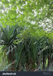 Image result for Pandanus candelabrum