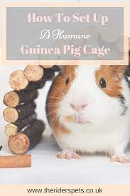 Pin On My Animal Blog