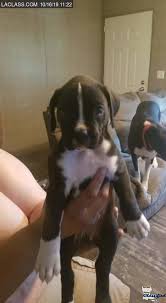 We have 10 weeks old miniature boxer puppies for sale. Louisiana Free Classifieds Pets Free Ads