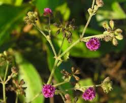 Image result for Boerhavia coccinea