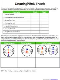 Worksheets mitosis and meiosis worksheet answers opossumsoft from meiosis worksheet answer key, source:opossumsoft.com. Cell Division Mitosis Vs Meiosis Study Guide Supports Distance Learning