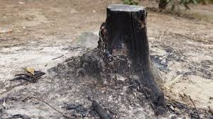 We did not find results for: How To Remove A Tree Stump A Quick How To Earlyexperts