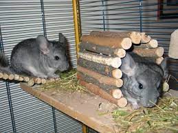 Find a chinchilla on gumtree, the #1 site for cats & kittens for sale classifieds ads in the uk. Company Chinchillas Our Pets