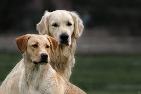 The feathers on its legs, chest, and stomach start showing at about one year. Short Haired Golden Retriever And The Reasons Behind