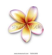 Plumeria Frangipani Flower 3d Vector Flower Illustration Frangipani Isolated On White Vector Flowers Frangipani Flower Illustration