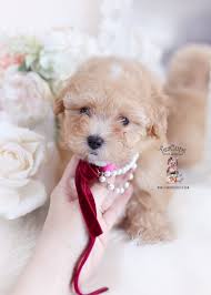 The mini poodle generally lives for 10 to 18 years. Teacup And Toy Poodle Puppies Teacup Puppies Boutique