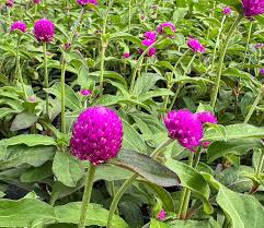 Image result for Gomphrena globosa
