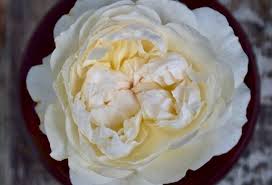 Content provided courteous of david austin wedding roses. David Austin Windermere Rose Toronto Gardens