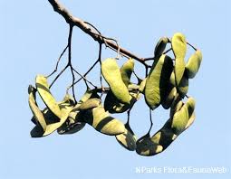 Image result for Erythrophleum