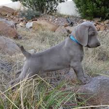 We know if you're satisfied, your puppy will be also. Barrett University Your Weimaraner Puppy At Seven Weeks Barrett Weimaraners
