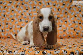 Contact ohio basset hound breeders near you using our free basset hound breeder search tool below! Basset Hounds Puppies For Sale In Ohio Petswall