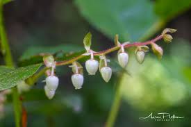 Image result for Salacia stuhlmanniana