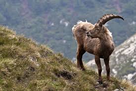 10 Extinct Animals Of The Last 100 Years Extinct Animals Animals Animal Scientists