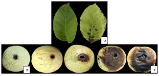 Image result for Walnut blight