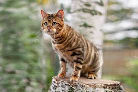 Image result for lolcats