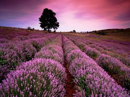 If you plant something in the ground, you put seeds or a young plant in the earth so that a plant will grow. Pin Di Places