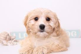 Happytail's cavachon puppies come from breeders with over 10 years experience, offering a 10 year health guarantee! View Ad Cavachon Puppy For Sale Near Florida Naples Usa Adn 28985