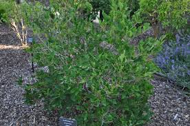 For starters, it blooms twice each year… Dwarf Korean Lilac