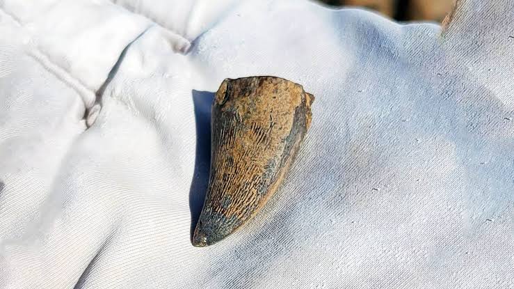 Mosasaur tooth found in North Dakota will force a rewrite of the 'sea  monster' textbooks