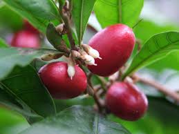 Image result for Synsepalum